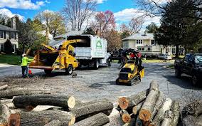 Best Tree Removal Services  in Mount Vernon, TX